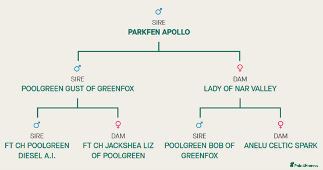 Cocker Spaniel dogs for stud: Stunning KC Working Cocker Spaniel at stud - Advert 7