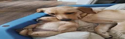 Goldador dogs for sale: Goldador female  in Norwich - Advert 14