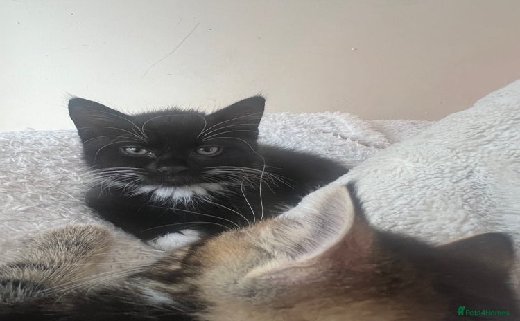 Maine Coon cats in Bridgwater - Advert 16