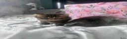 Scottish Fold cats for sale: Scottish fold and Scottish straight kittens - Advert 8