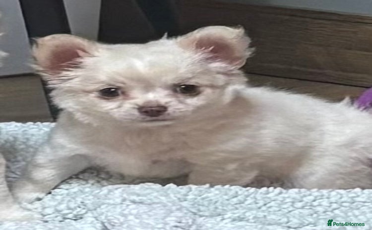 Chihuahua dogs - Advert 2
