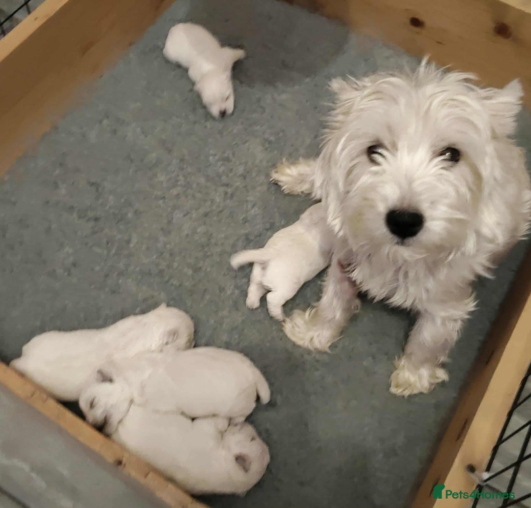 West Highland Terrier dogs for sale: West Highland Terrier Puppies - Advert 5