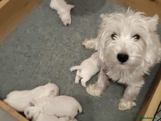 West Highland Terrier dogs West Highland Terrier Puppies - Advert 2