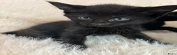 Mixed Breed cats for sale: Mixed kittens  - Advert 19