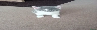 British shorthair bicolour girl 
