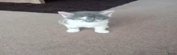 Mixed Breed cats for sale: British shorthair bicolour girl £50 for sale - Advert 2