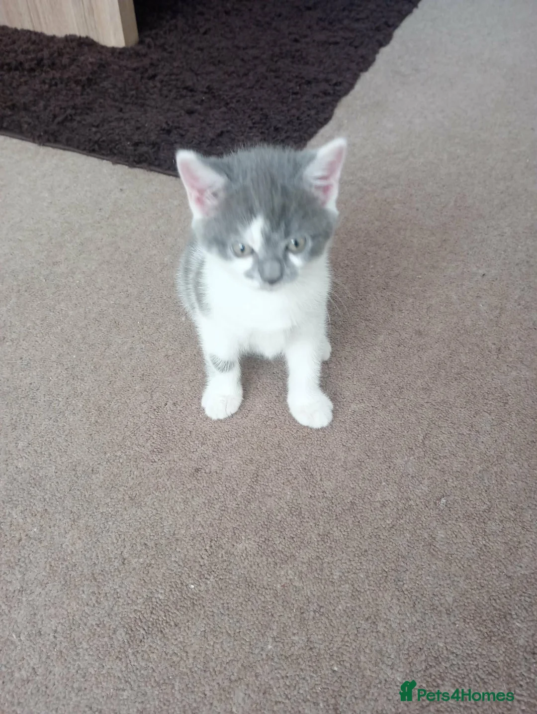 Mixed Breed cats for sale: British shorthair bicolour girl £50 for sale - Advert 2