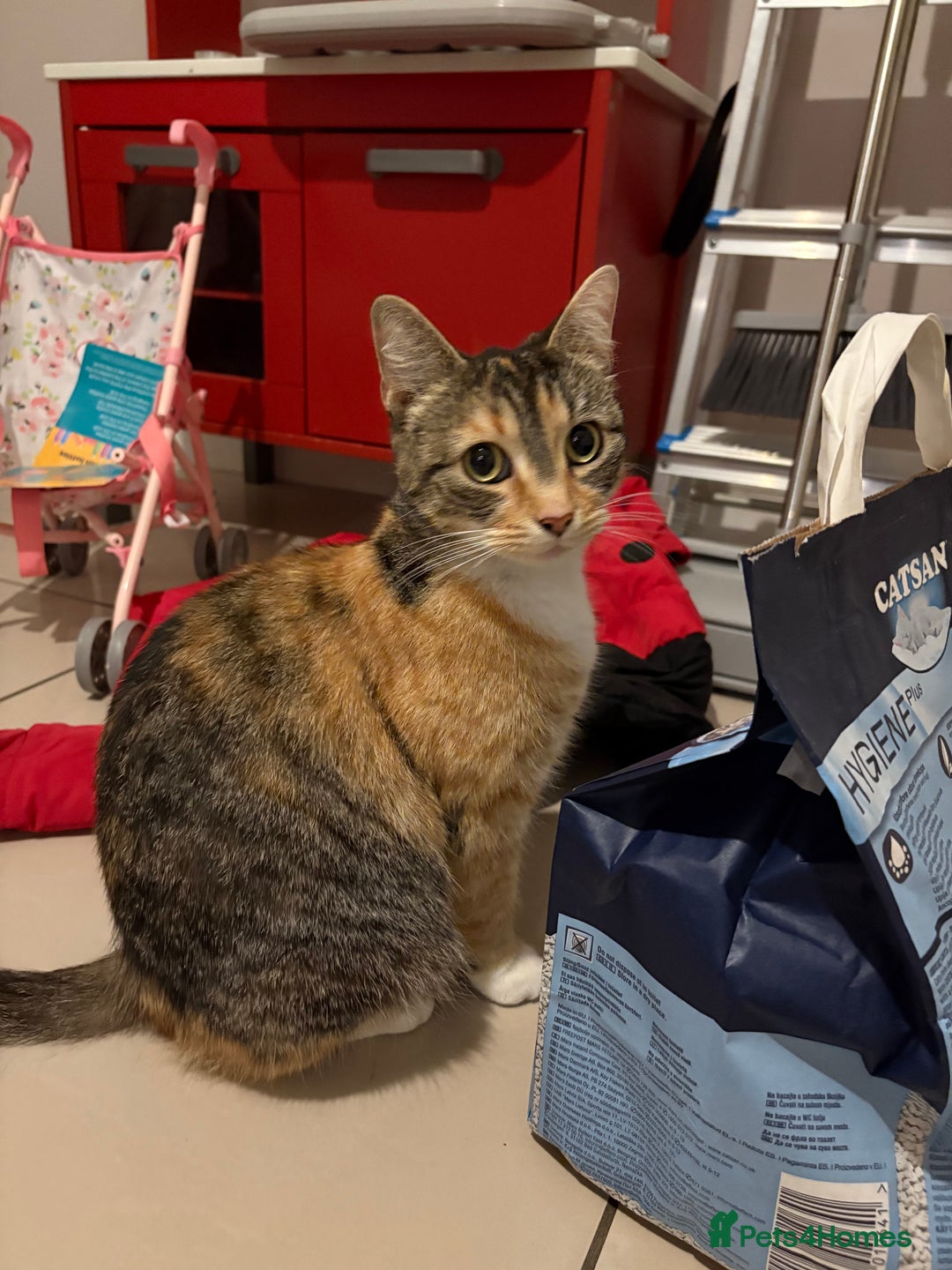 Domestic Shorthair cats for sale: 4.5 year old calico girl  - Advert 1