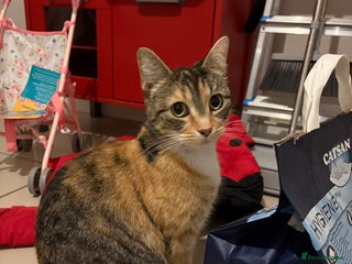 Domestic Shorthair cats 4.5 year old calico girl - Advert 5