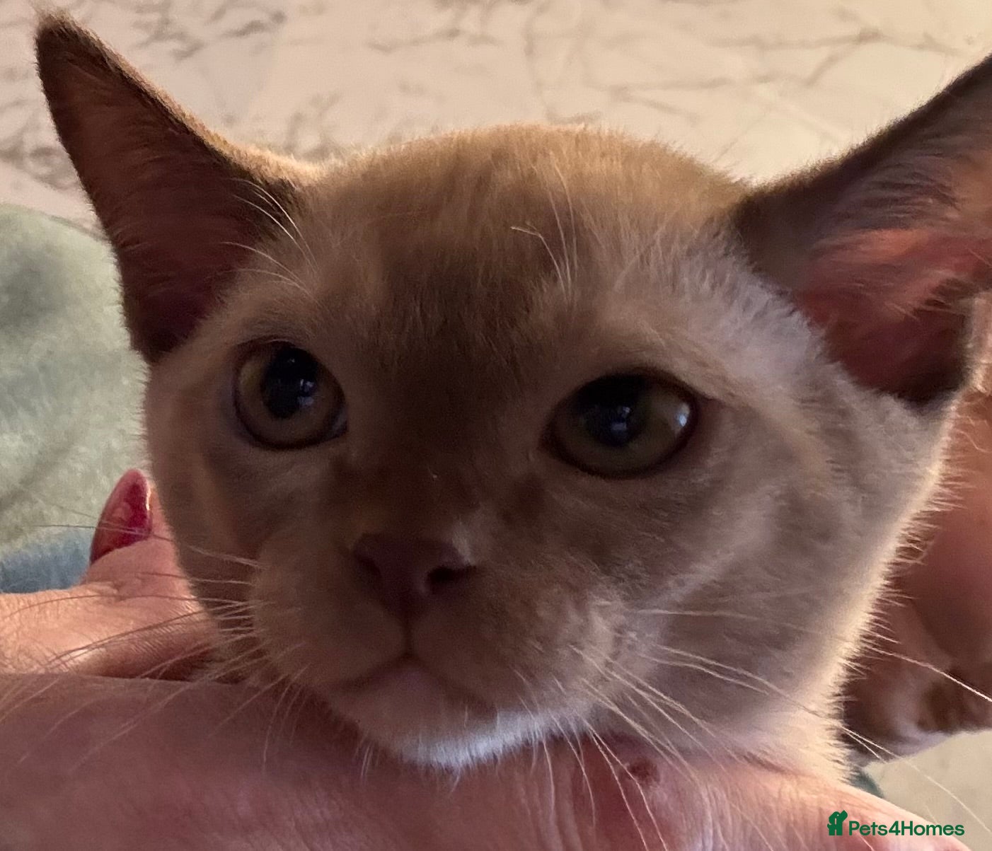 Burmese cats for sale: Adorable Burmese Kittens - Advert 11