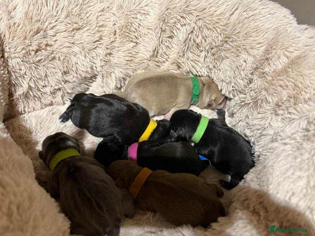 Pug dogs for sale: 6 stunning pugs for sale - Advert 2