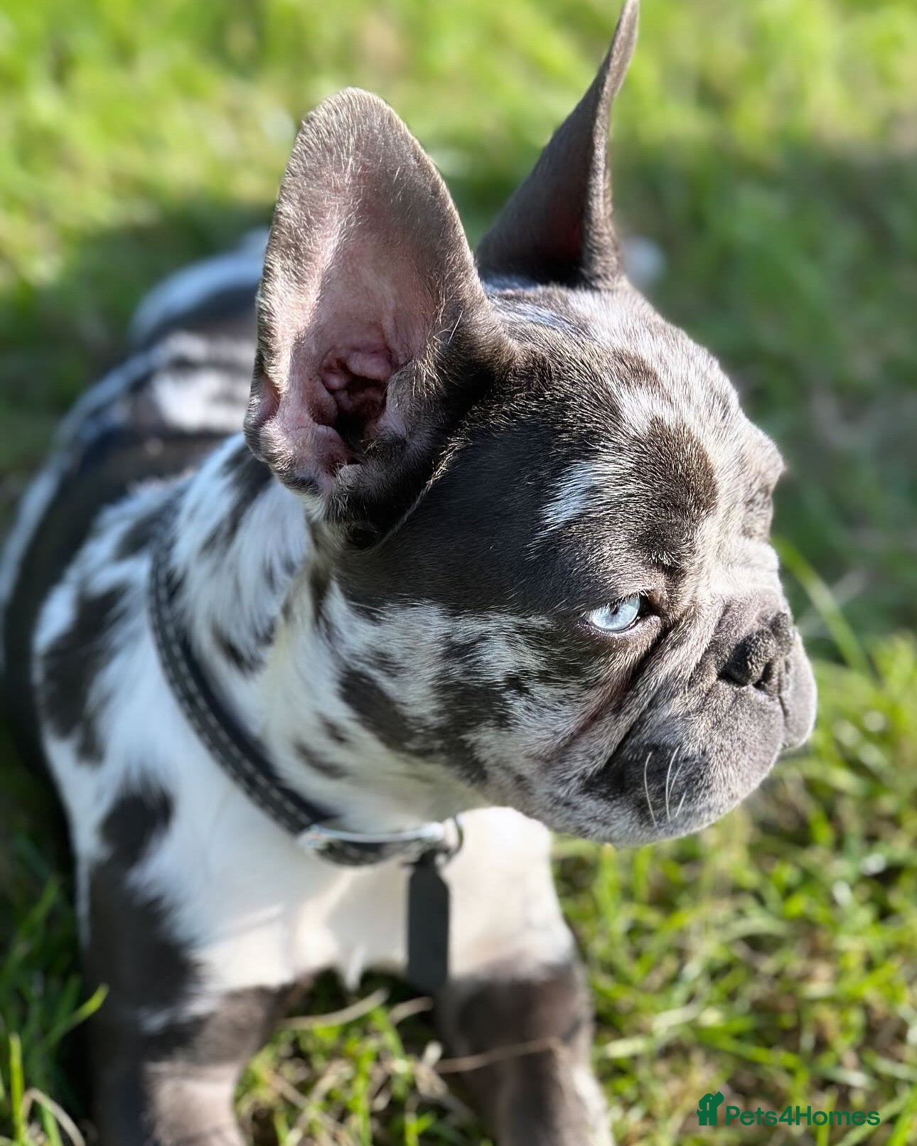 French Bulldog dogs French bulldog ready before Christmas 🎄🥰 - Advert 2