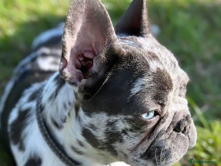 French Bulldog dogs French bulldog ready before Christmas 🎄🥰 - Advert 4