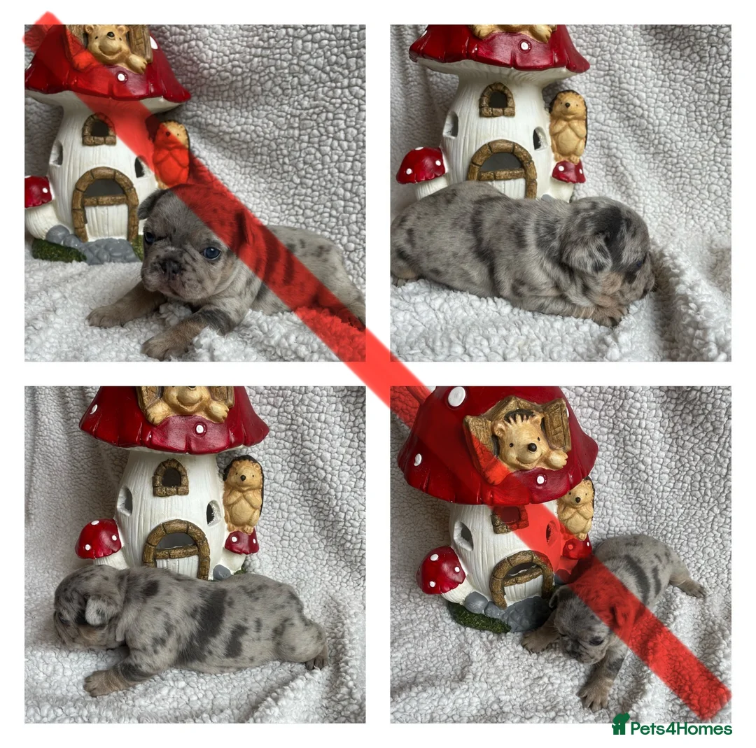 French Bulldog dogs for sale: Husky Fluffy Frenchies 🐶  - Advert 14