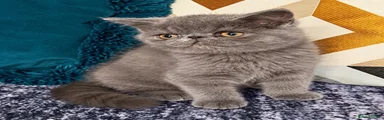 Male 3 -RESERVED 