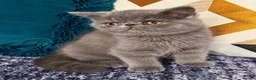 Exotic cats for sale: Exotic Shorthair Kittens For Sale - Advert 28