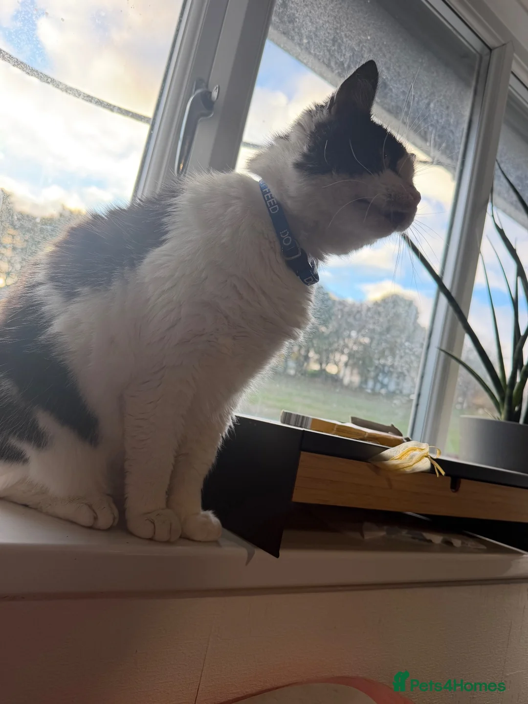 Mixed Breed cats for sale: Rehoming cat - Advert 2
