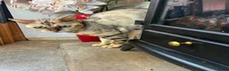 Bengal cats for sale: Beautiful silver neutered female - Advert 7