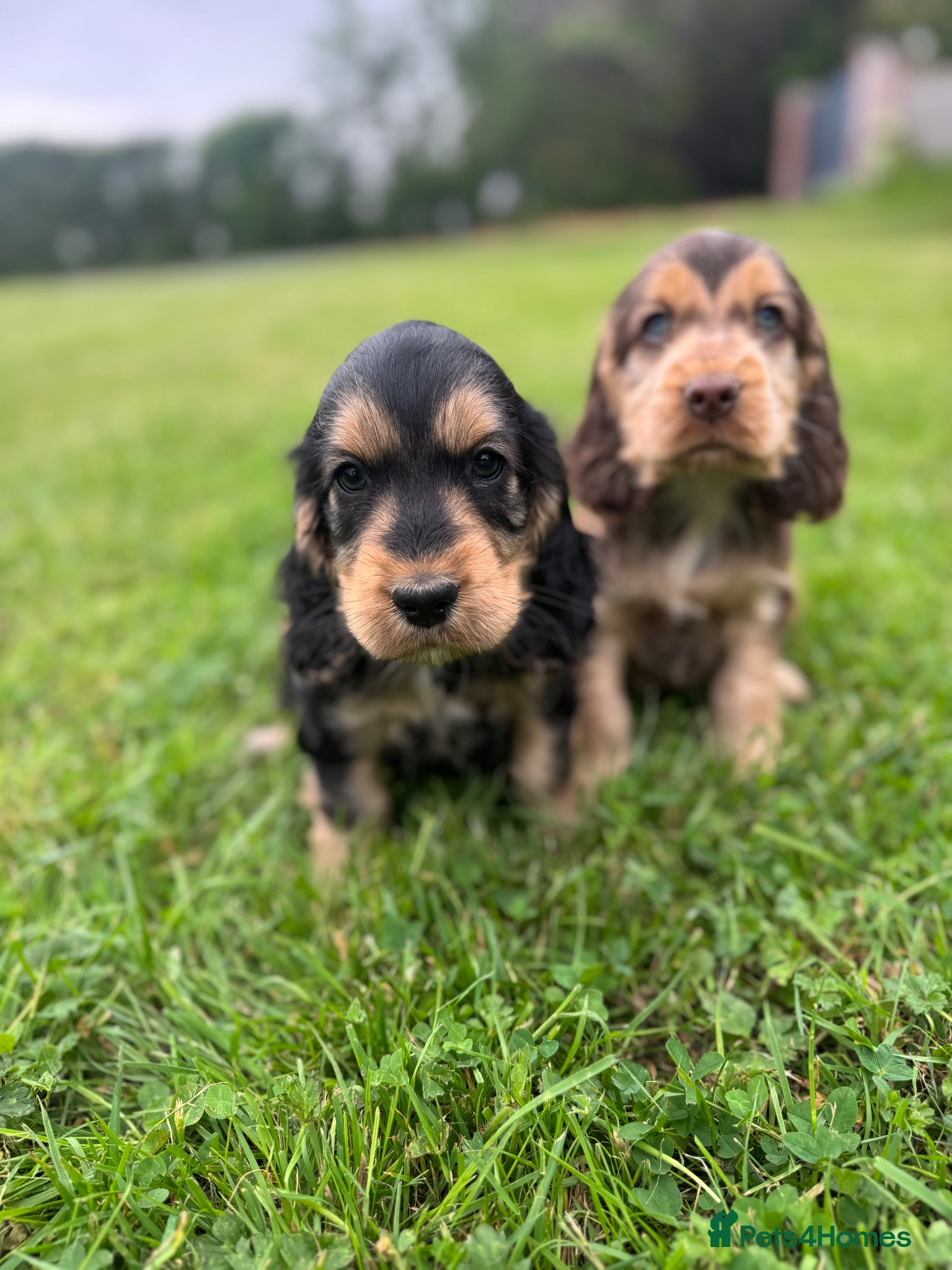 Cocker Spaniel dogs 1 Stunning Show Cocker girl black and tan  - Advert 15