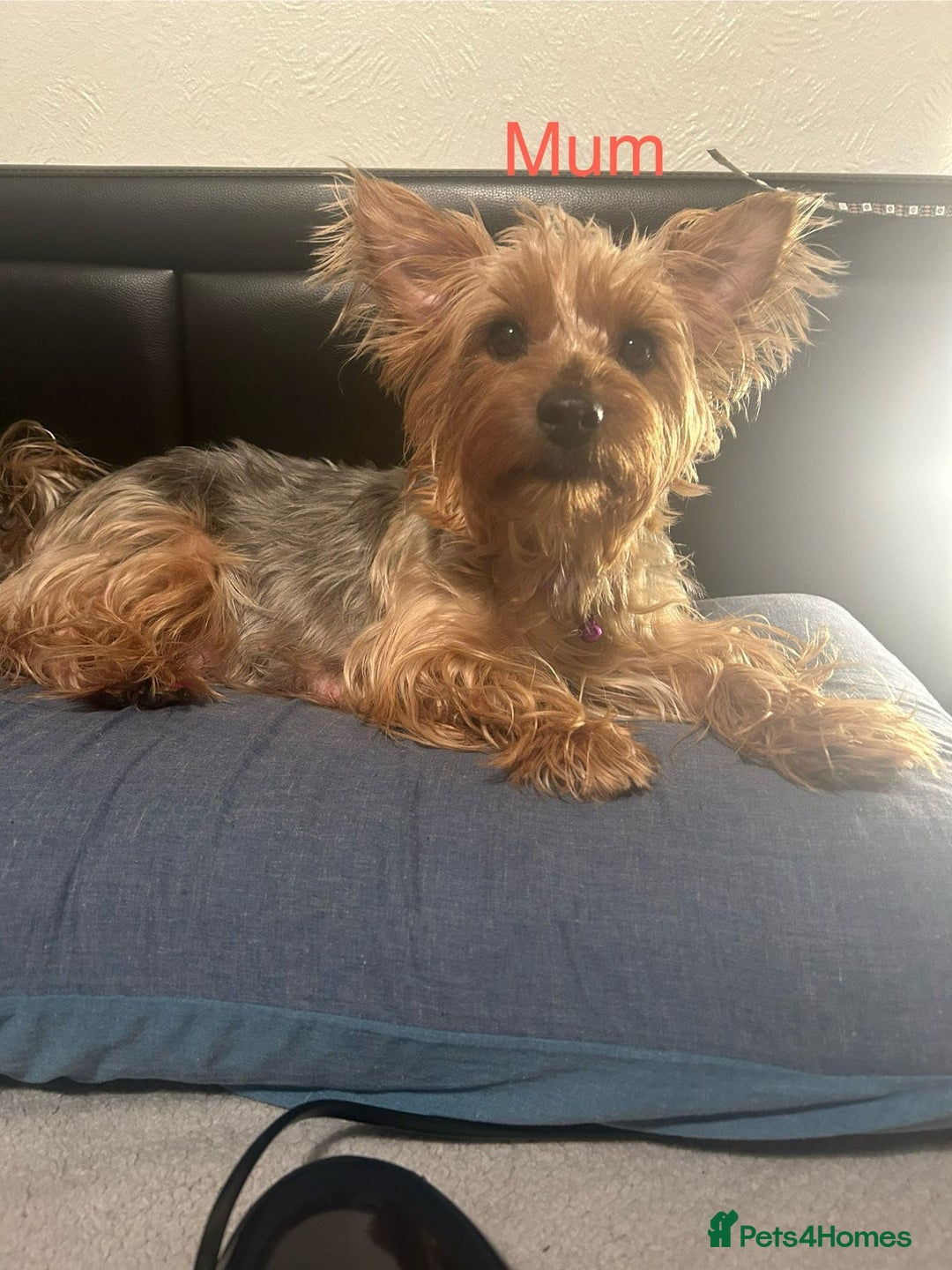 Yorkshire Terrier dogs for sale: Yorkshire terrier  - Advert 1