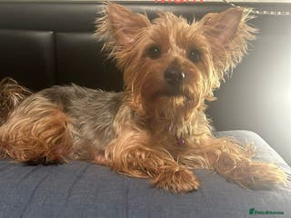 Yorkshire Terrier dogs Yorkshire terrier - Advert 6