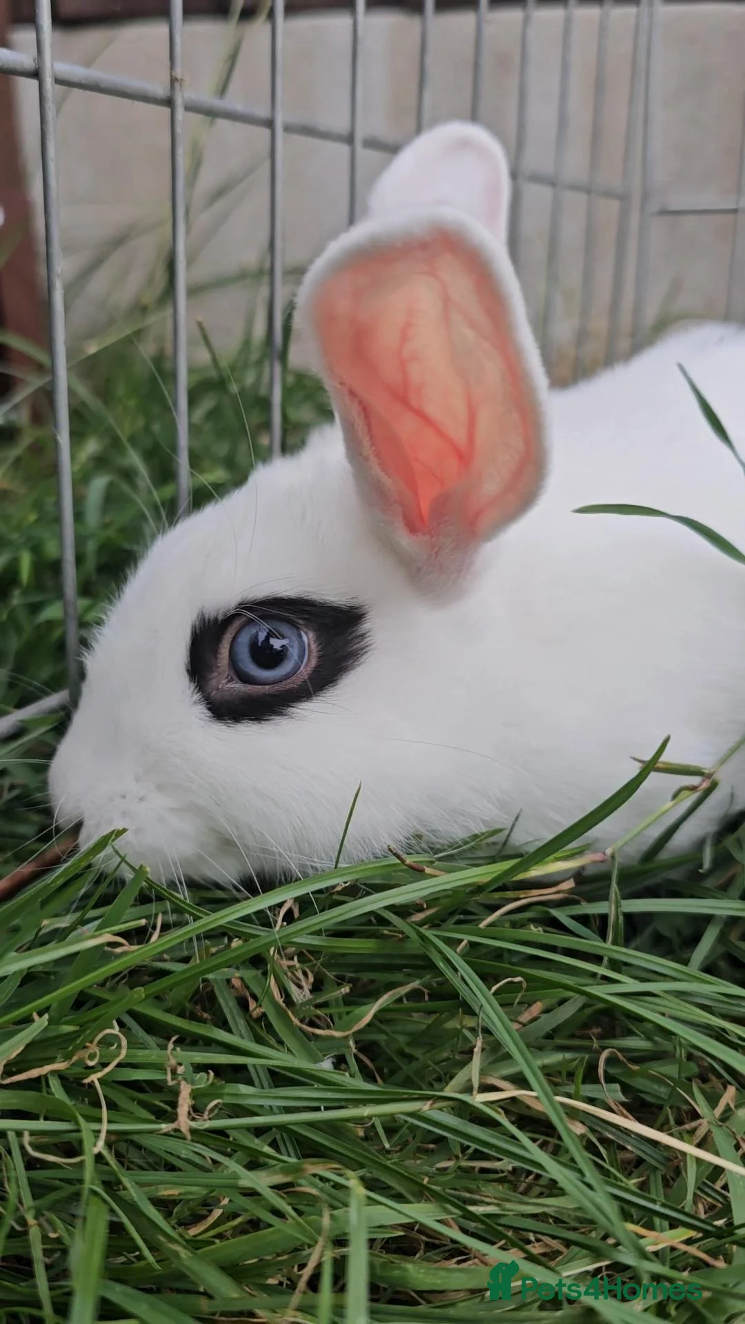 Mixed Breed rabbits for sale: Male and female available in Leek - Advert 1