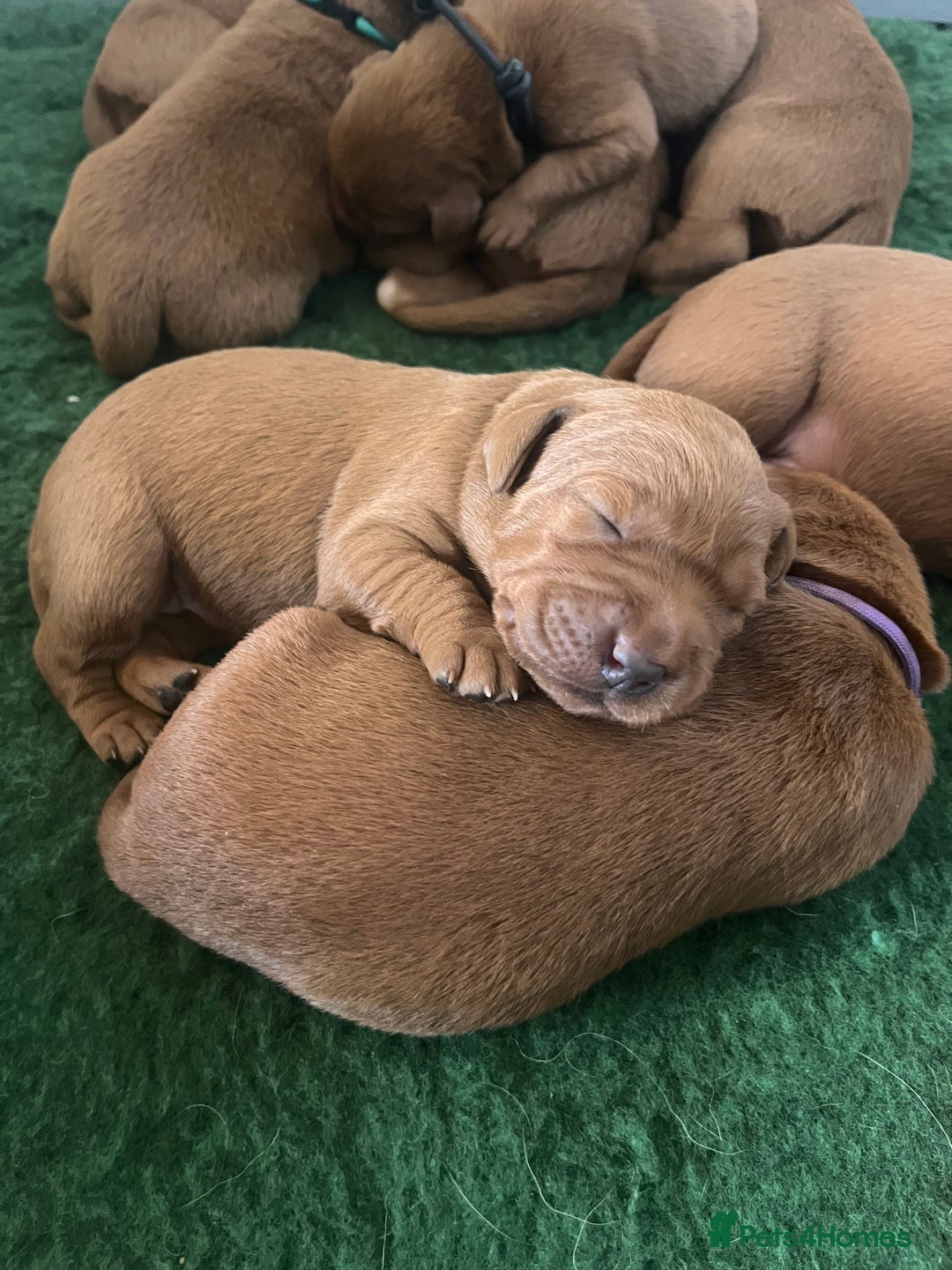 Labrador Retriever dogs for sale: Health tested extremely dark fox red Labradors - Image 3