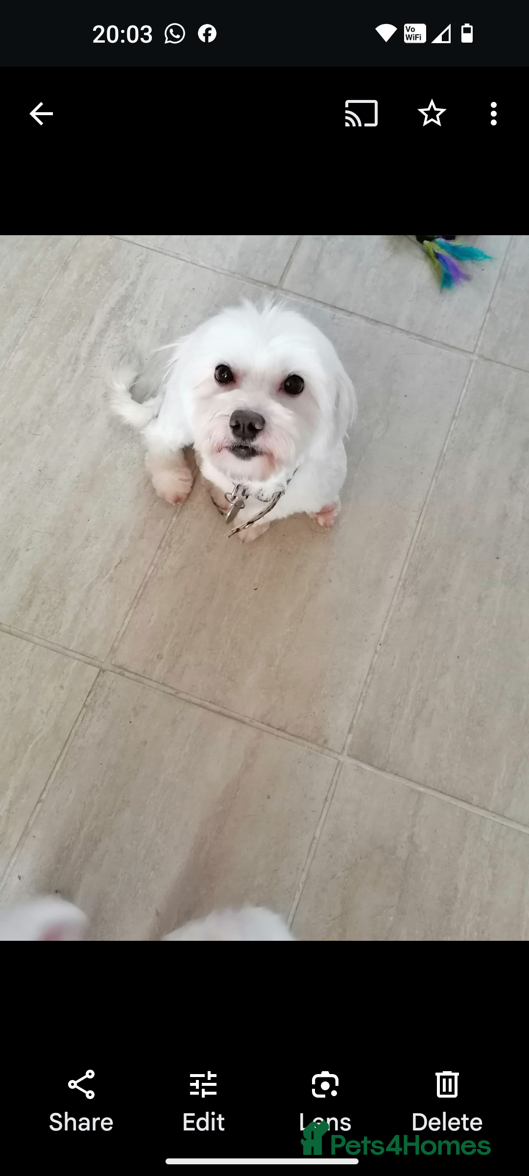 Maltipoo dogs Maltipoo puppies looking new families 🤍 - Advert 1