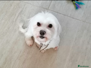 Maltipoo dogs Maltipoo puppies looking new families 🤍 - Advert 1