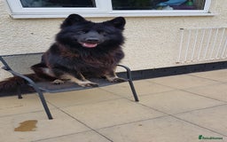 German Shepherd dogs for stud: Zeus  in Wolverhampton - Image 5