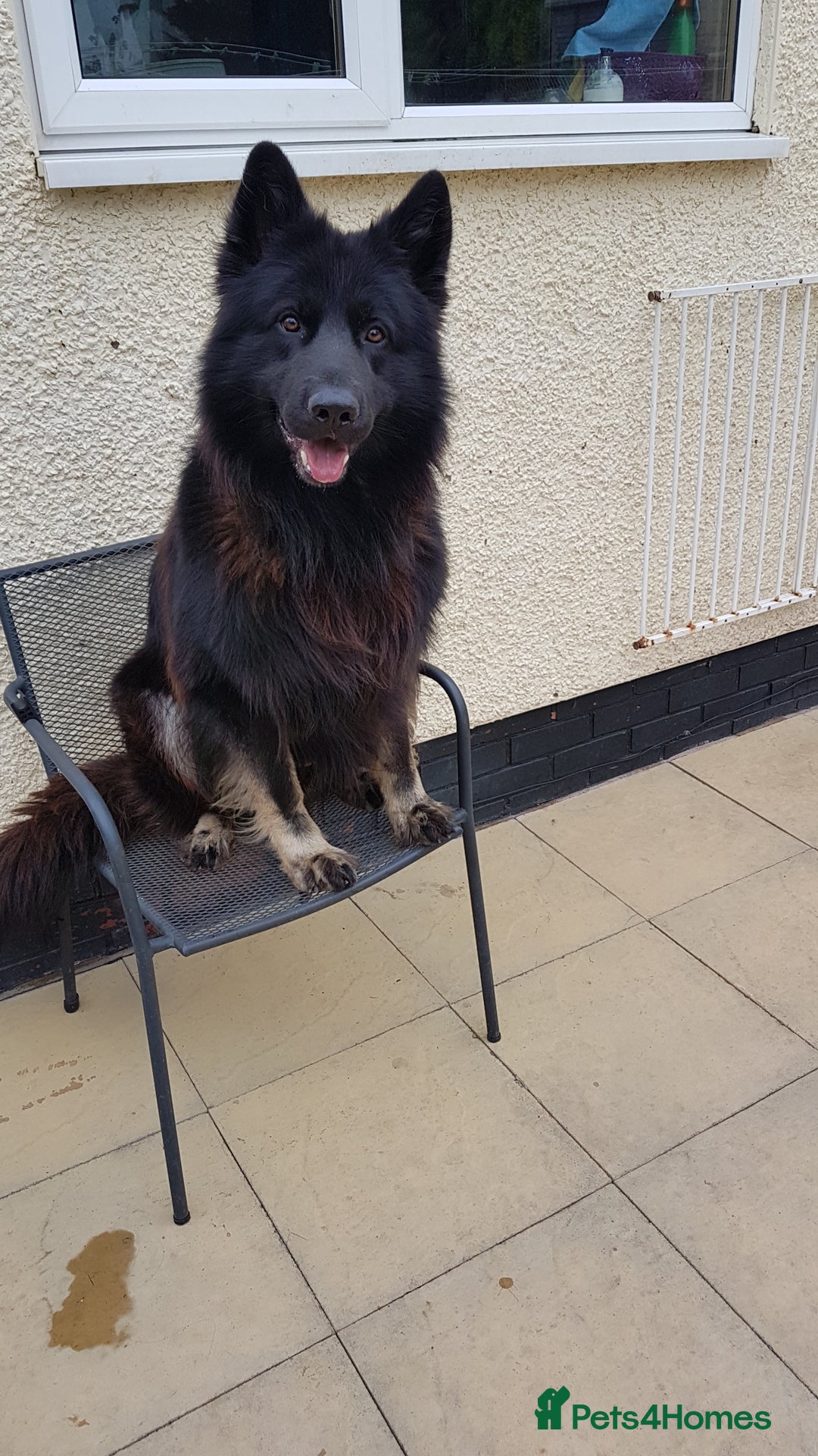 German Shepherd dogs for stud: Zeus  in Wolverhampton - Image 5