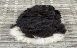 Guinea Pig rodents for sale: Lunkarya guinea pigs  - Image 4