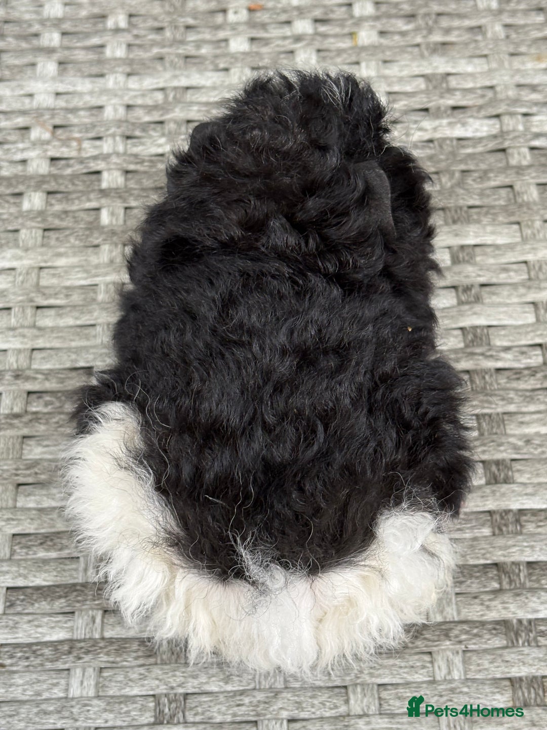 Guinea Pig rodents for sale: Lunkarya guinea pigs  - Image 4