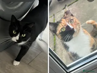 Mixed Breed cats Male cat (Finn) Female (pixie) - Advert 1