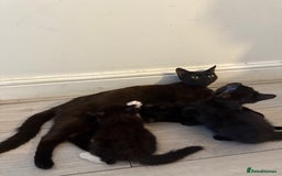 Mixed Breed cats for sale: lovely kittens read to go, just 3 left - Image 6