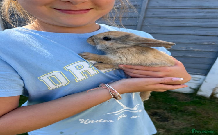 Mixed Breed rabbits - Advert 3