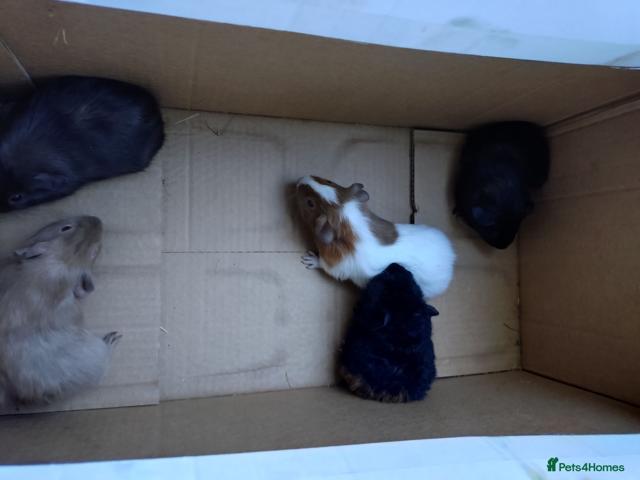 Guinea Pig rodents Males and females guinea pigs  - Advert 24