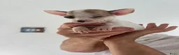 Chihuahua dogs for sale: Boy puppies for sale  - Advert 15