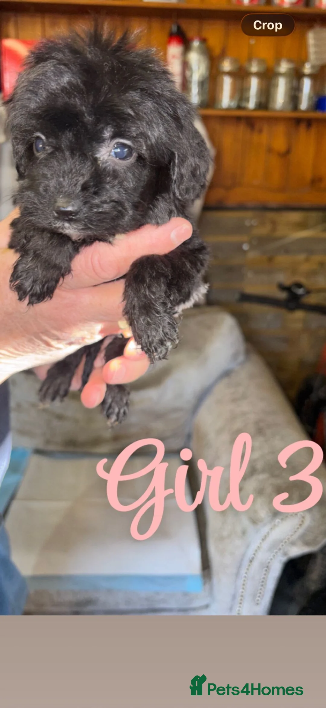 Cockapoo dogs for sale: Cockapoo pups  - Advert 10