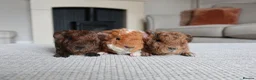 Guinea Pig rodents for sale: Beautiful Baby Guinea Pigs – Ready to Reserve  - Advert 11