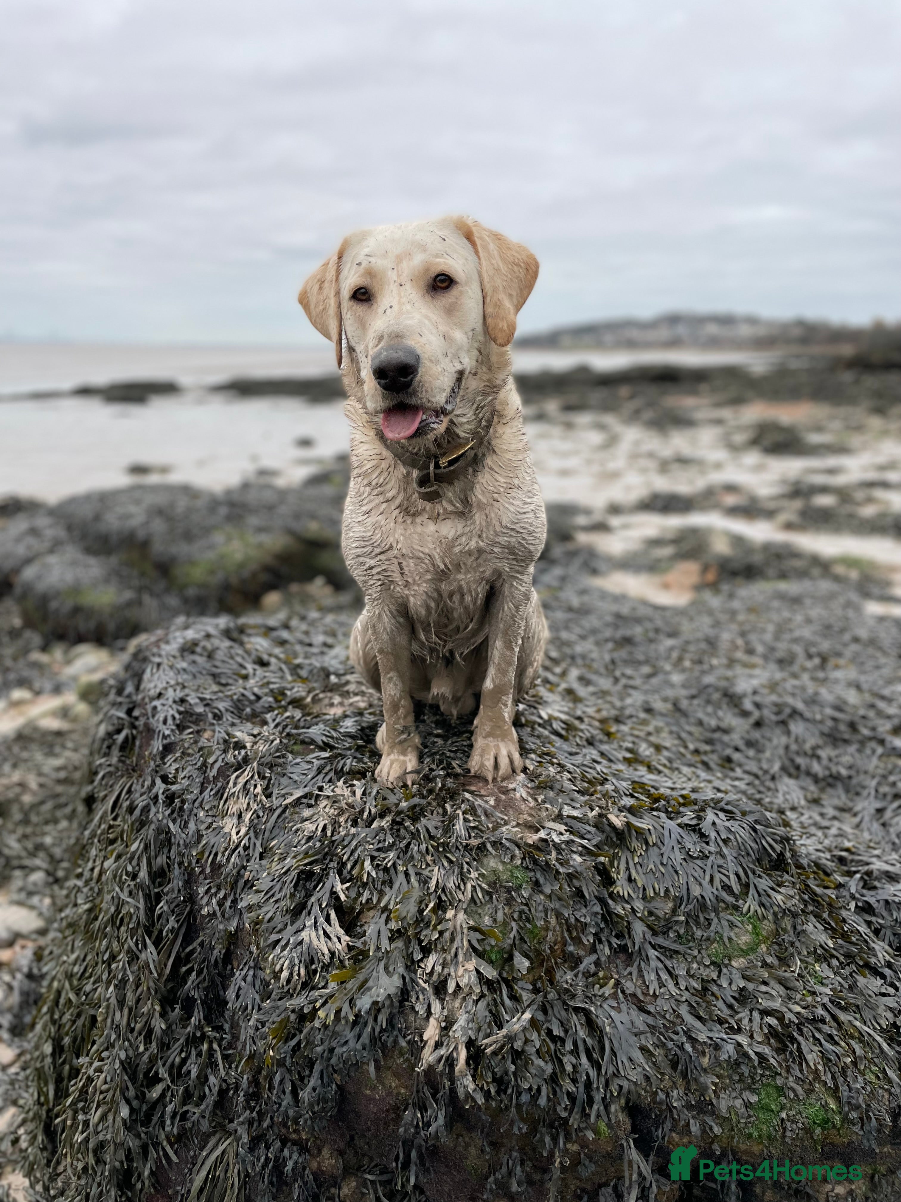 Labrador Retriever dogs Family home for Milo in Bristol - Advert 1