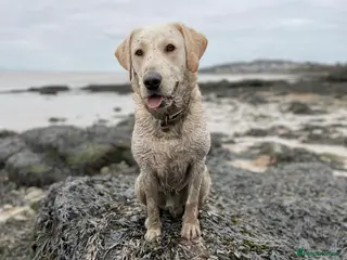 Labrador Retriever dogs Family home for Milo in Bristol - Advert 3