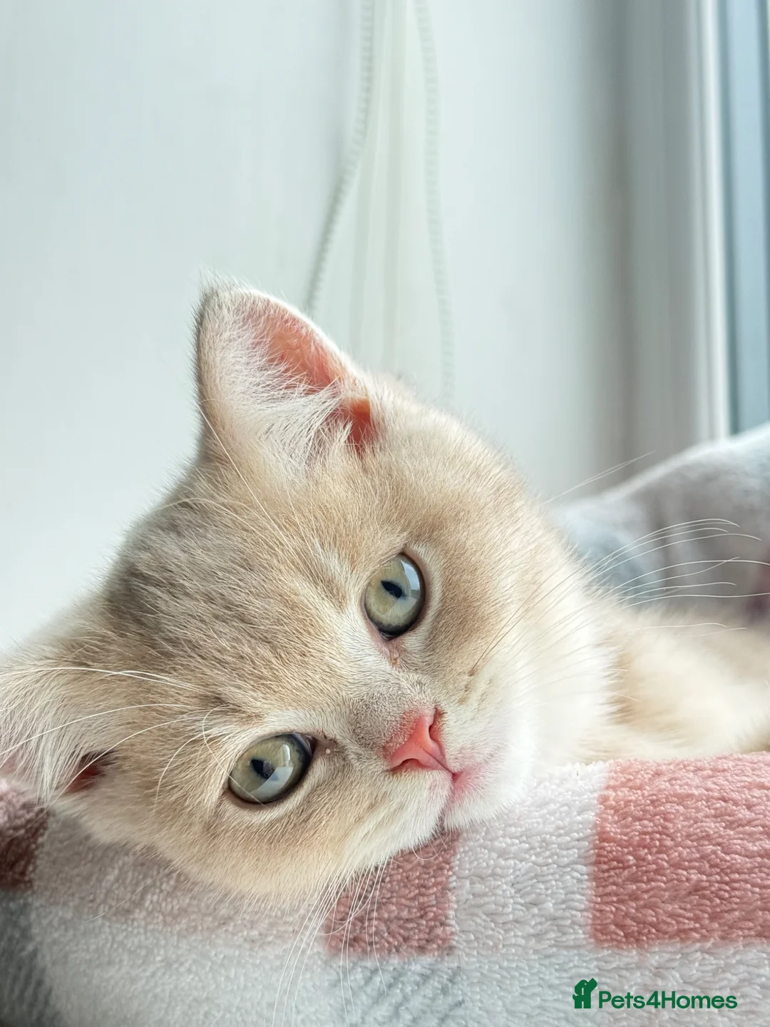 British Shorthair cats for sale: Stunning Purebred BSH - Vaccinated & Microchipped - Advert 1