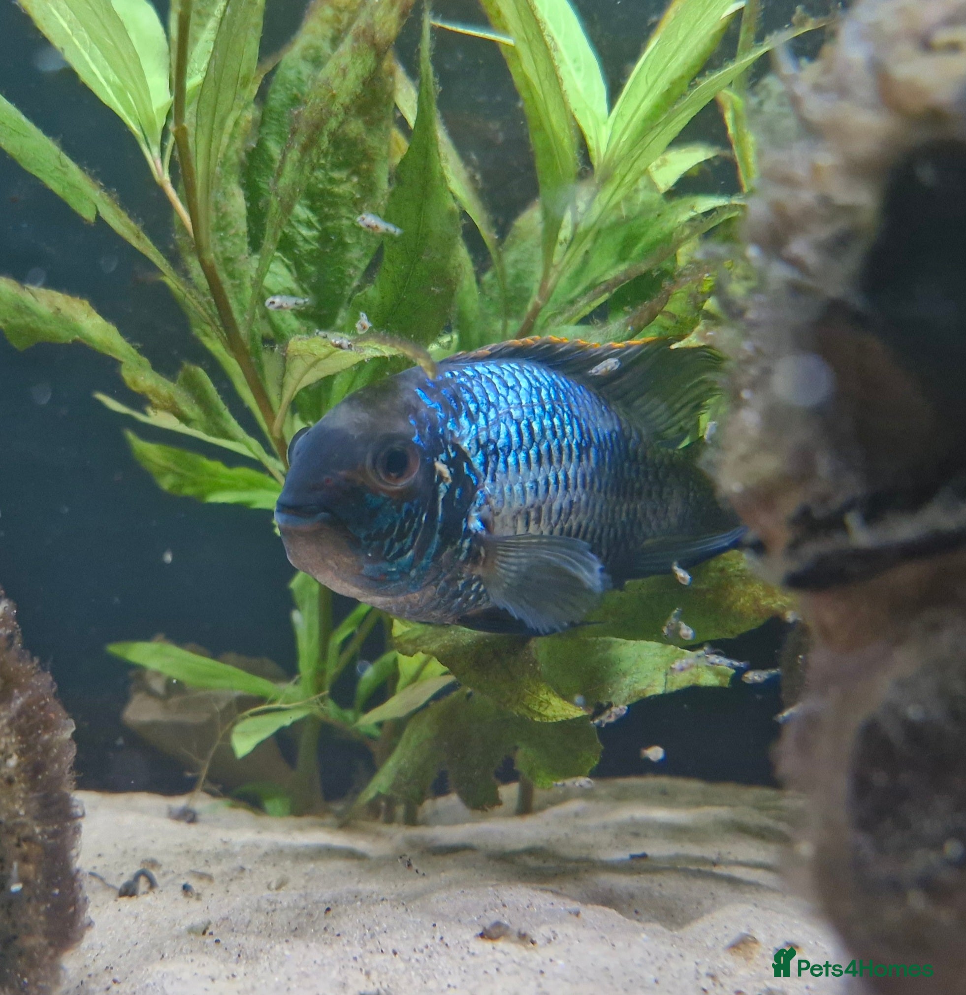 Cichlids fish Electric Blue Acara for sale - Advert 3