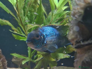 Cichlids fish Electric Blue Acara for sale - Advert 3