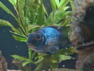 Cichlids fish Electric Blue Acara for sale - Advert 2