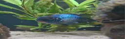 Cichlids fish for sale: Electric Blue Acara for sale - Advert 1