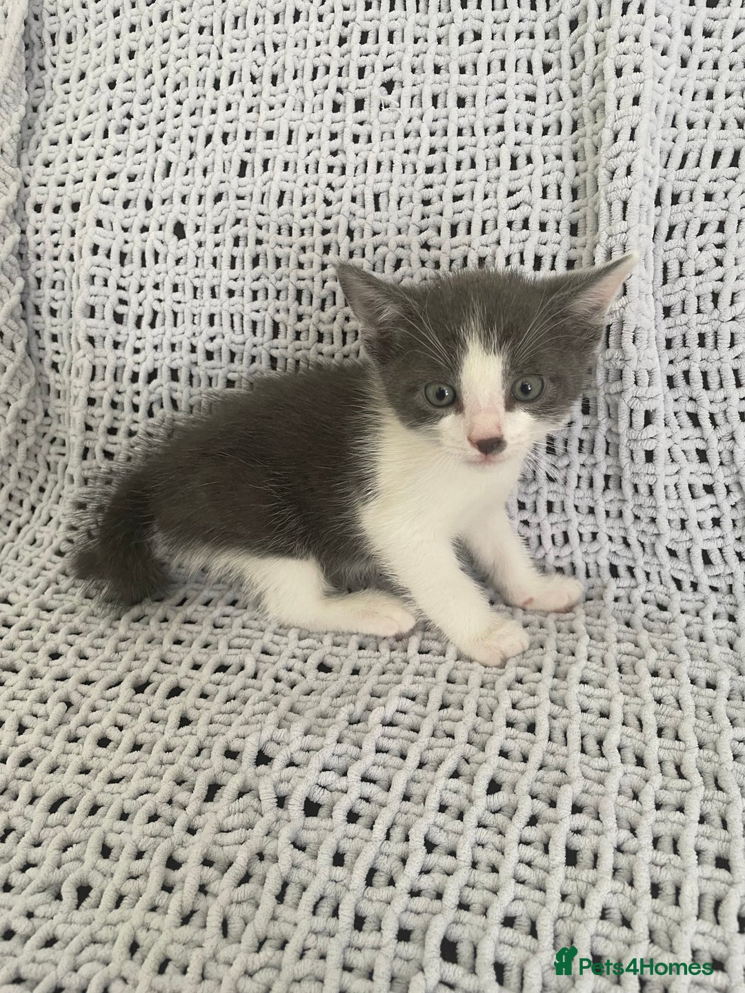 Mixed Breed cats for sale: Beautiful kittens for sale  - Image 3