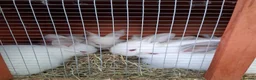 Californian rabbits for sale: Californian baby rabbits in Halesowen - Advert 3