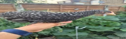 Chickens poultry for sale: Selection of Pekin Bantam and mixed breed chickens - Advert 7